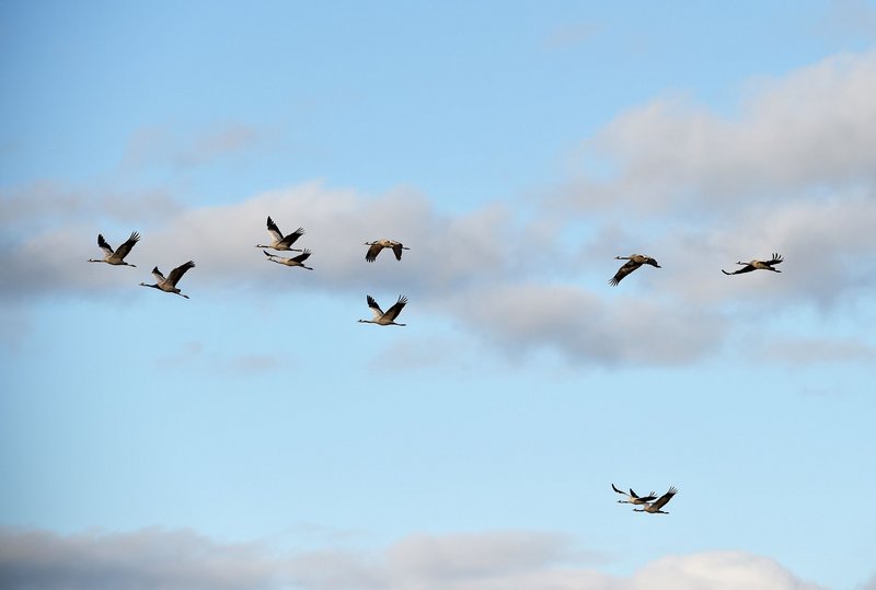 Fliegende Kraniche am Himmel